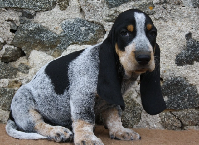 French basset hound
