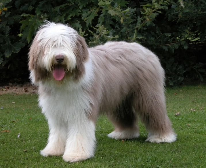 Bearded Collie grooming