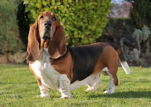 Basset Hound care