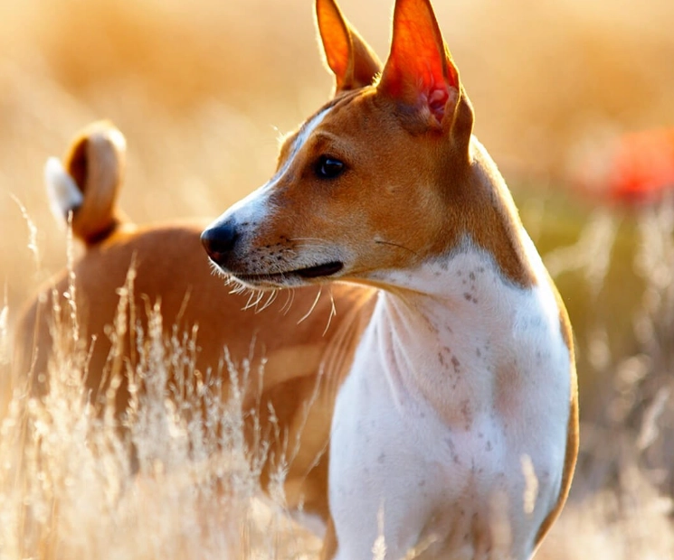 Basenji characteristics