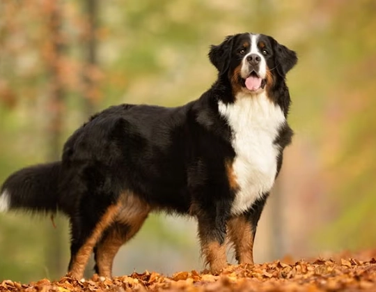 Bernese Mountain Dog health issues