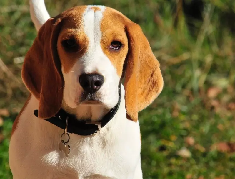 Beagle dog breed