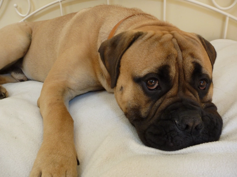 Bullmastiff breed characteristics