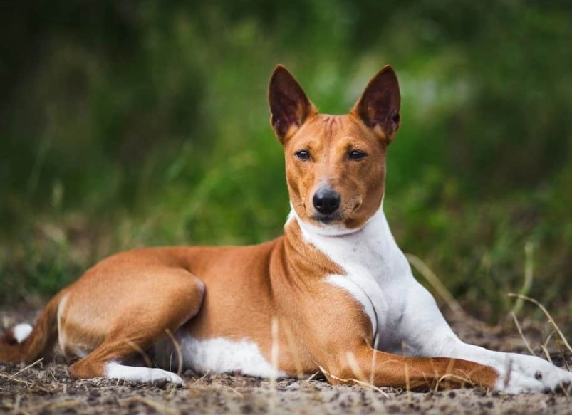 Basenji characteristics