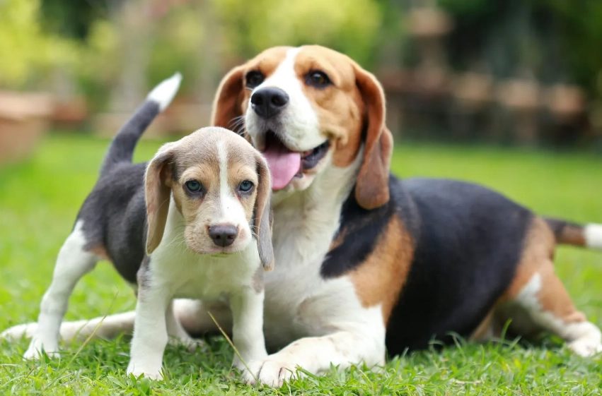 Beagle dog breed