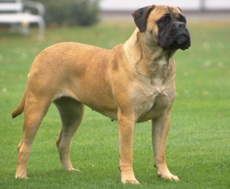 Bullmastiff temperament