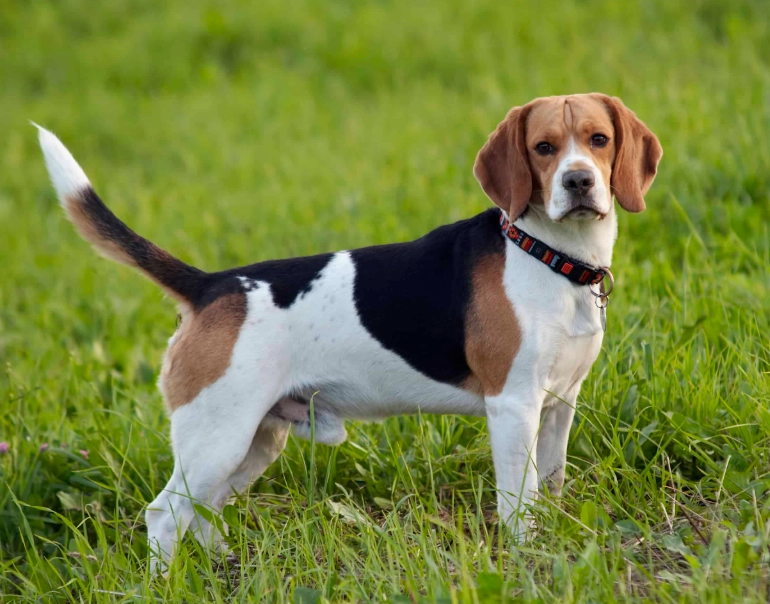 Beagle training tips