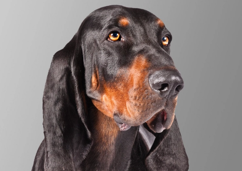 hunting dog training