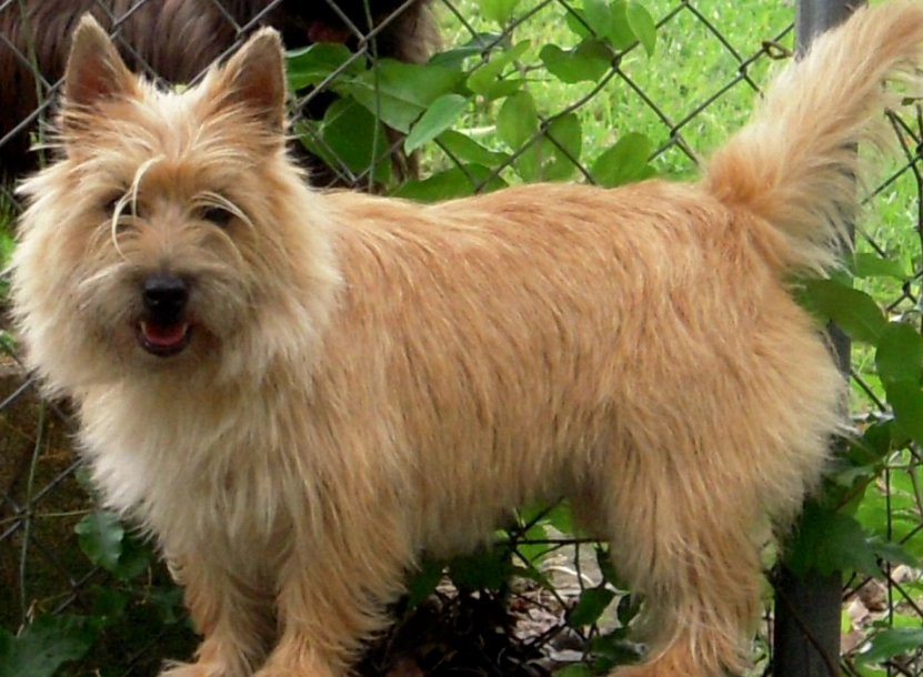Cairn Terrier care