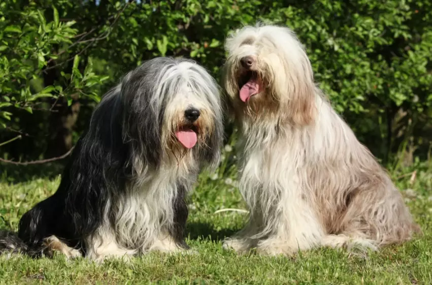 Bearded Collie training