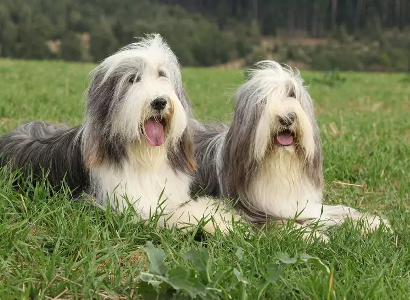 Bearded Collie grooming