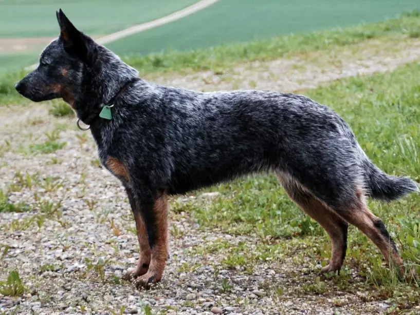 Stumpy Tail Cattle Dog