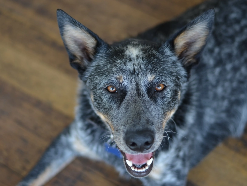 Australian Cattle Dog breed