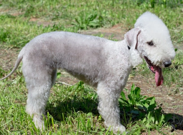 Bedlington Terrier temperament