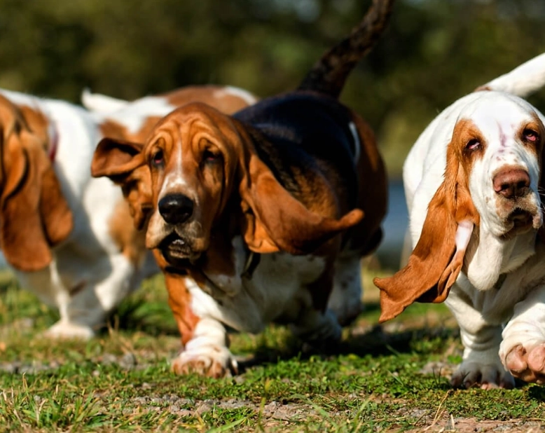 Basset Hound care