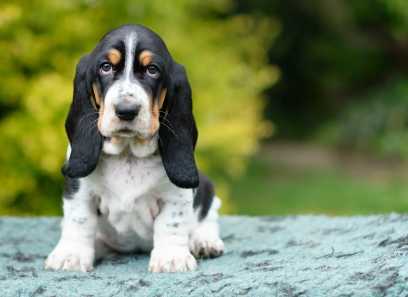 Basset Hound temperament