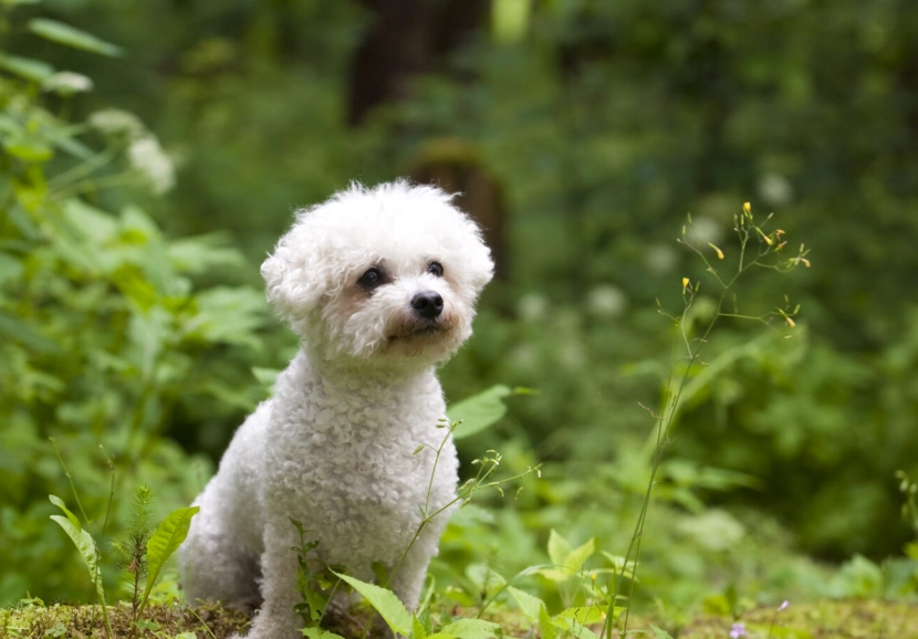 Bichon Frisé care