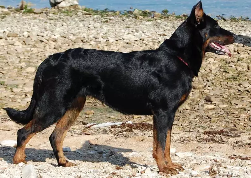Beauceron vs Doberman