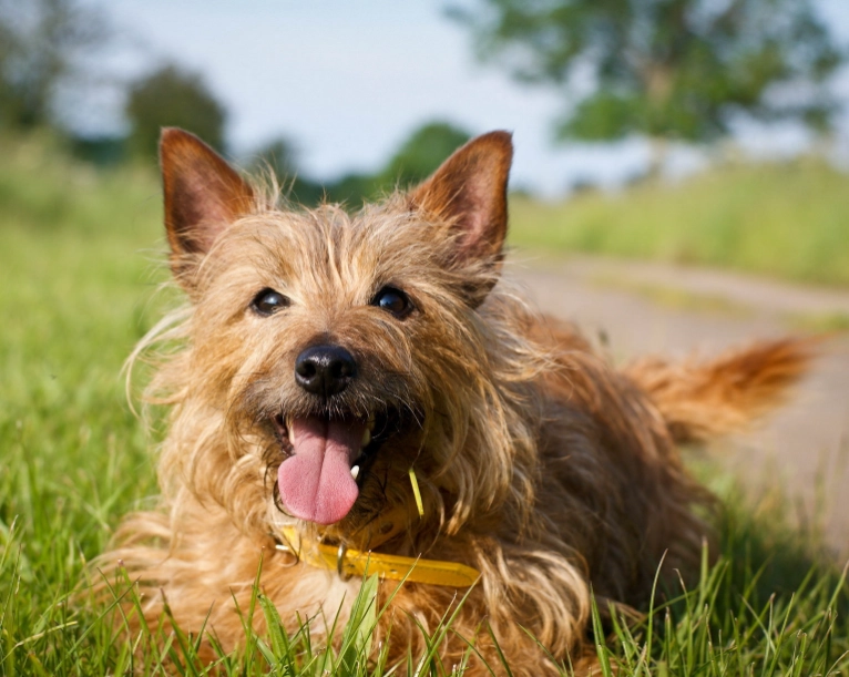 Australian Terrier care