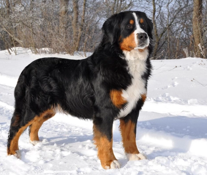 Bernese Mountain Dog health issues
