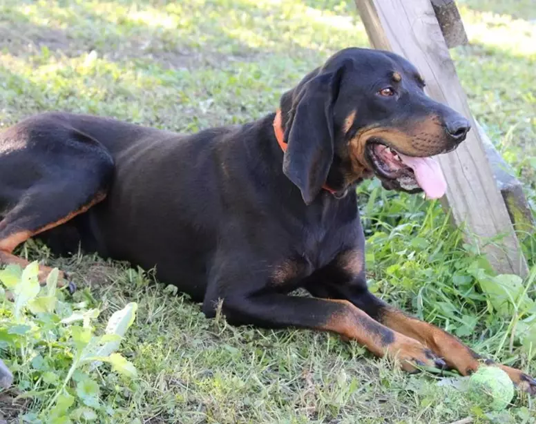 hunting dog training