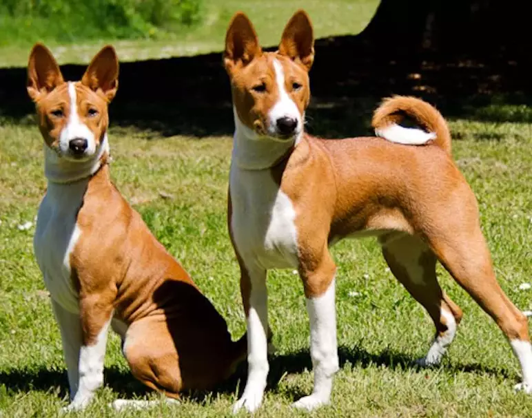 Basenji dog