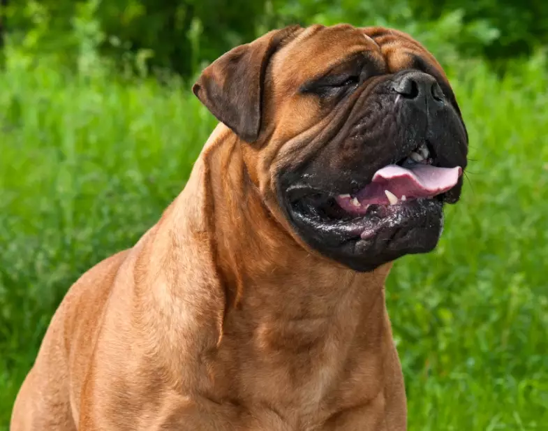 Bullmastiff temperament