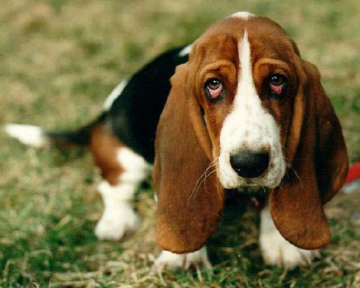 Basset Hound temperament