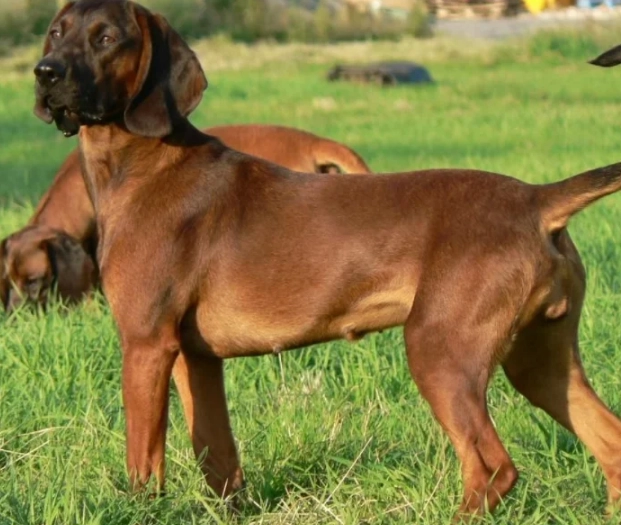 Bavarian Mountain Hound breed information