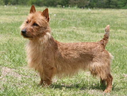 Australian Terrier care