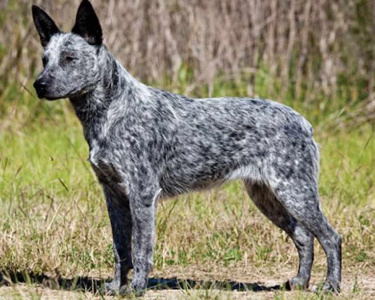 Australian Cattle Dog breed