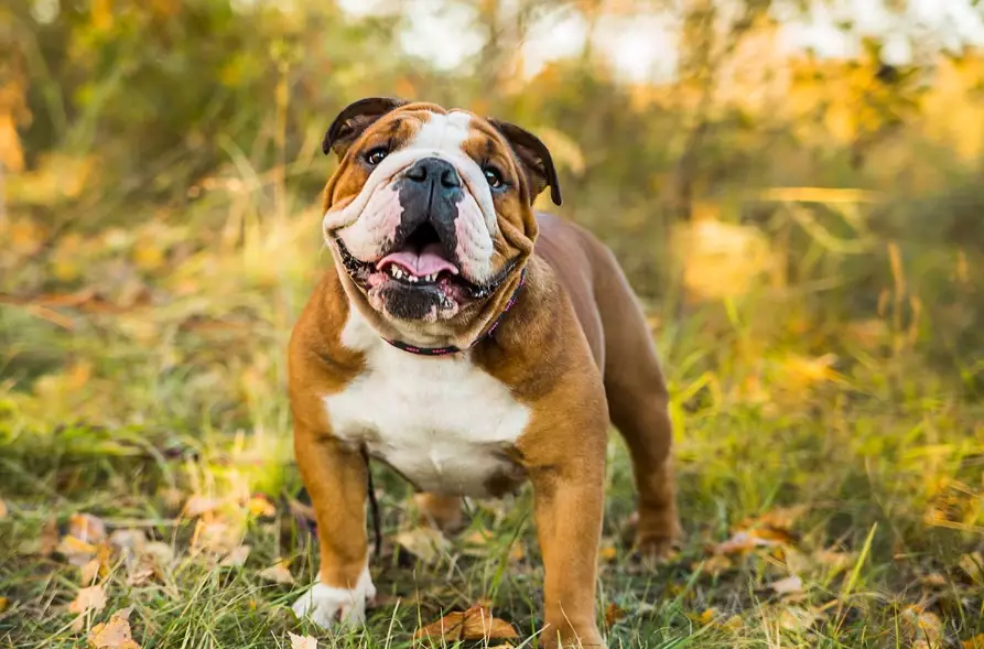 Bulldog health problems