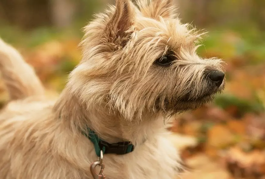 Cairn Terrier care
