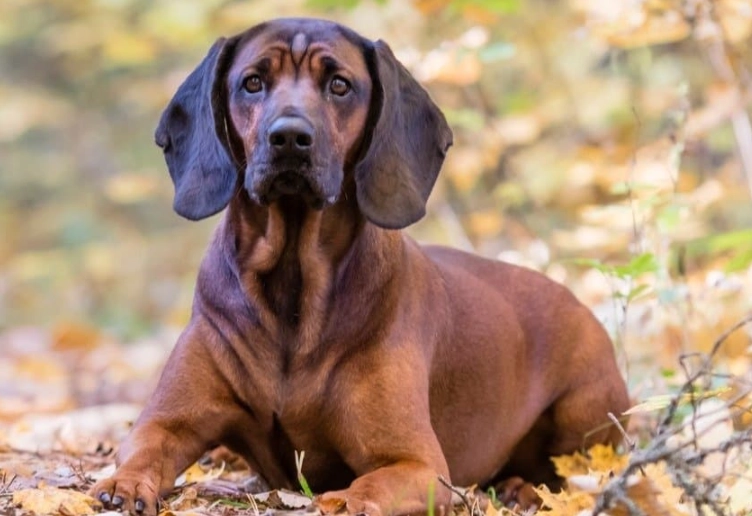 Bavarian Mountain Hound hunting dog