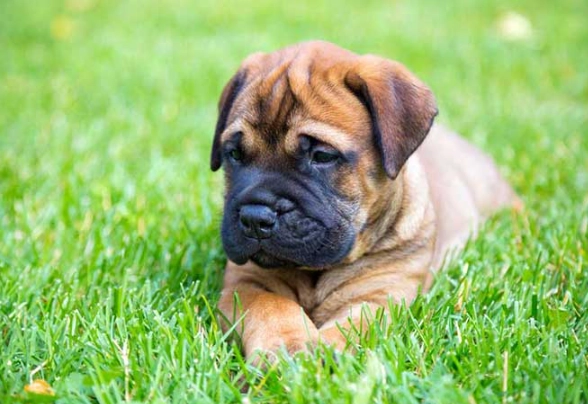 Bullmastiff care guide