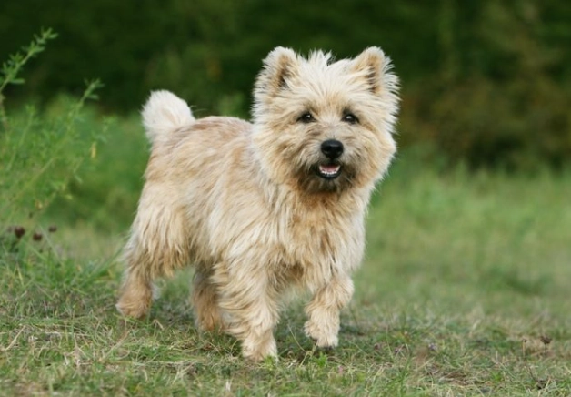 Cairn Terrier grooming