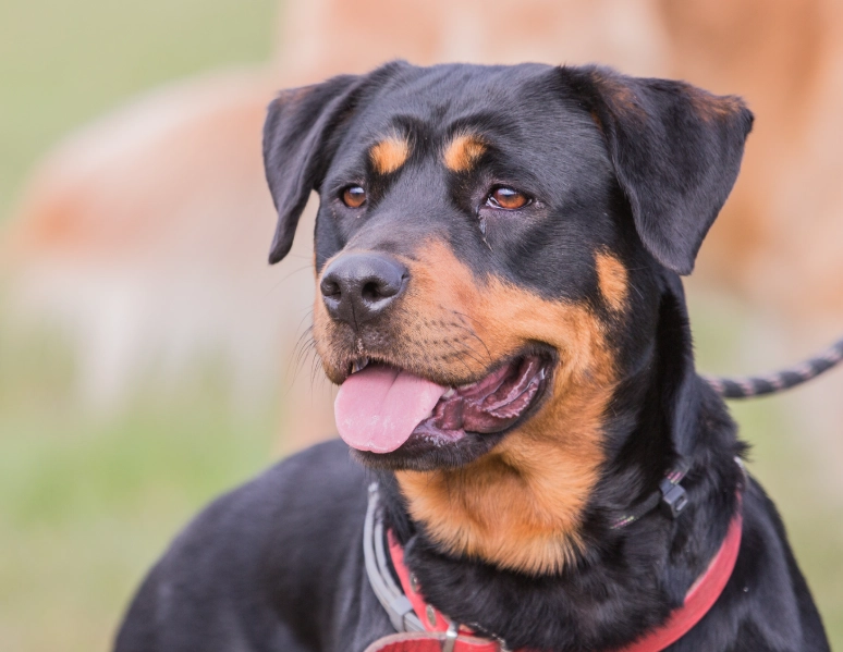 Beauceron temperament