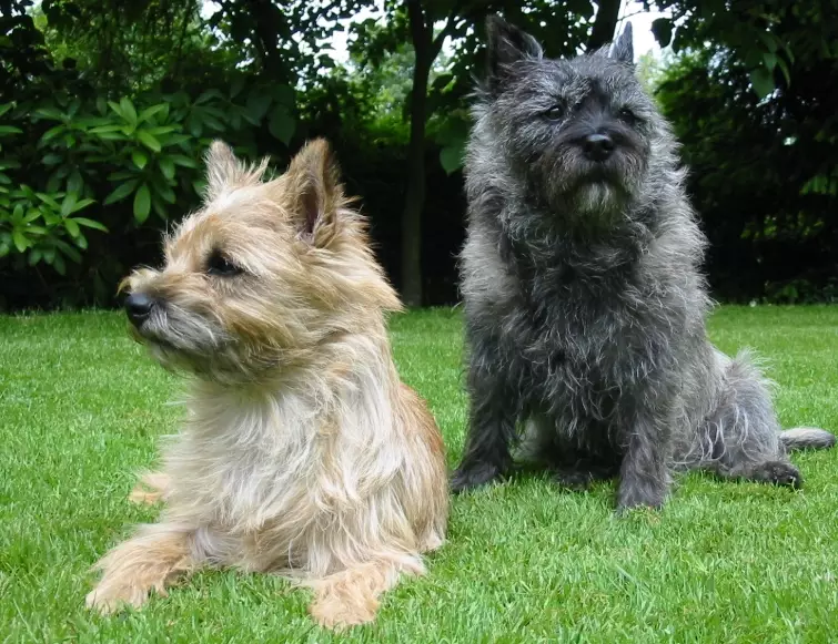 Cairn Terrier grooming