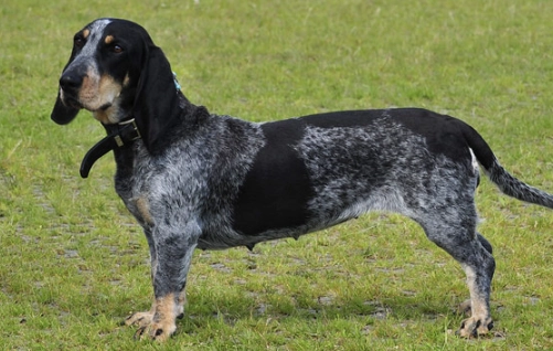 Bleu de Gascogne dog
