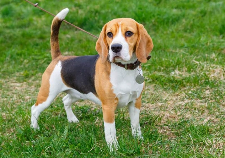 Beagle puppy care