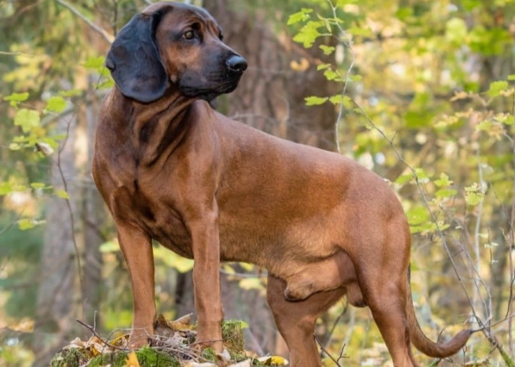 Bavarian Mountain Hound breed information