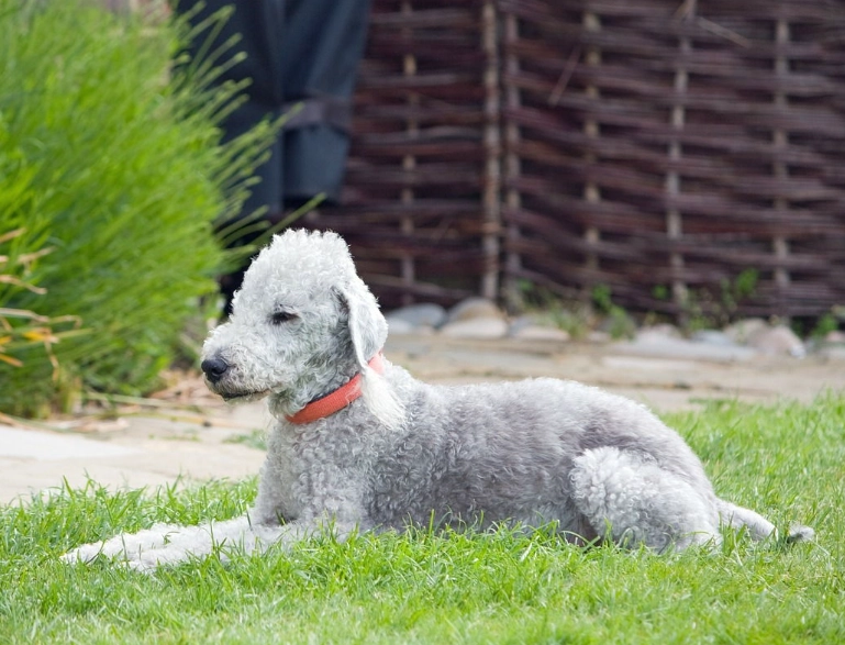 Bedlington Terrier grooming