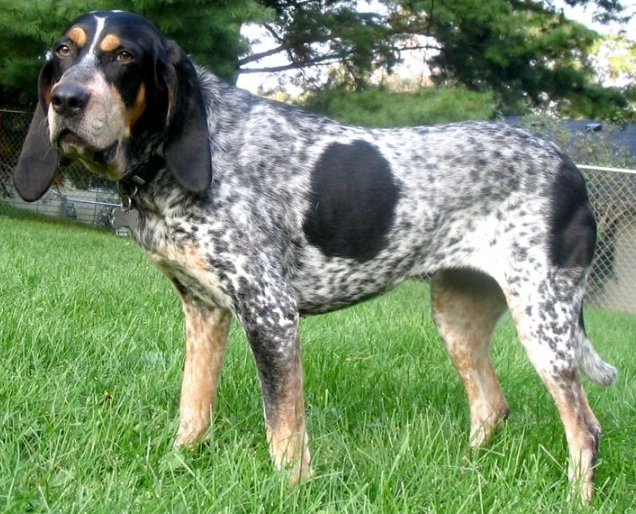 Bluetick Coonhound temperament