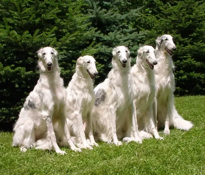 Borzoi temperament