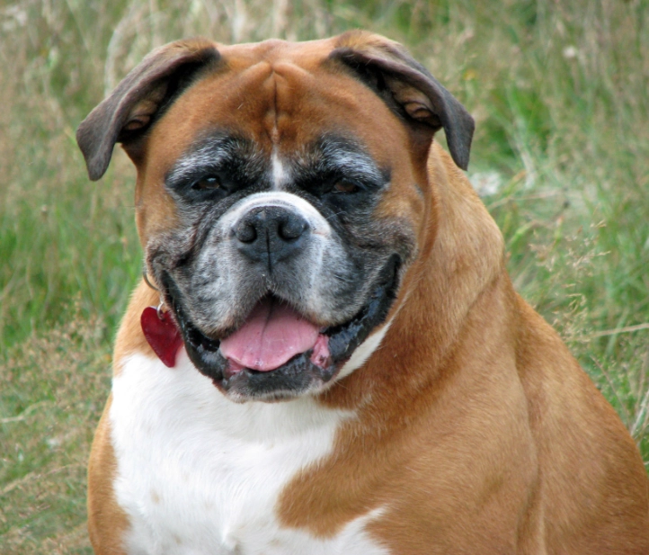 Boxer dog health