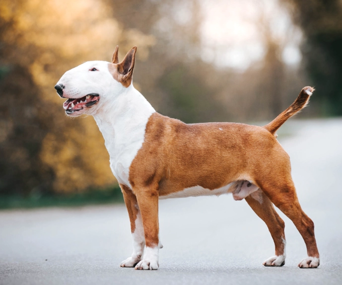 Bull Terrier training