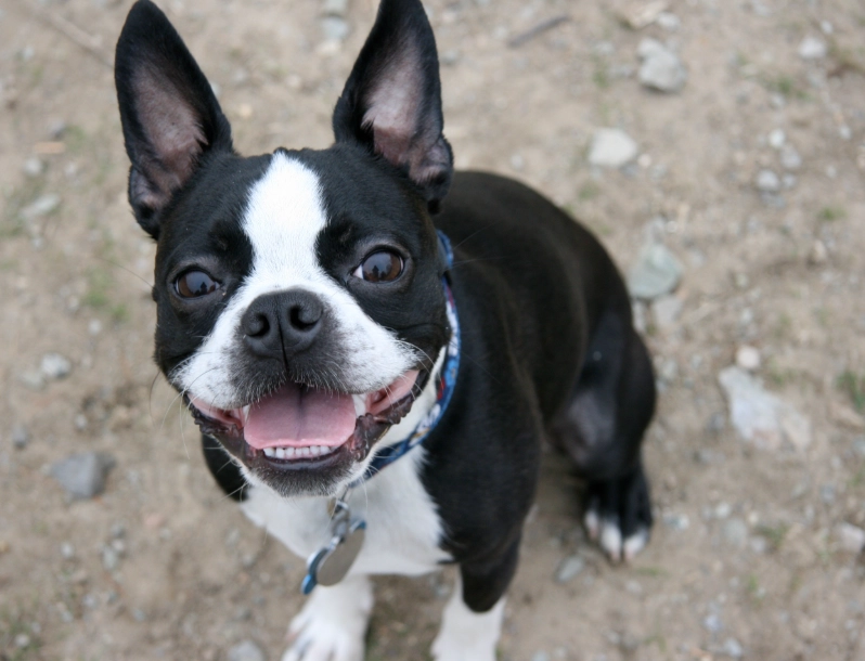 Boston Terrier care