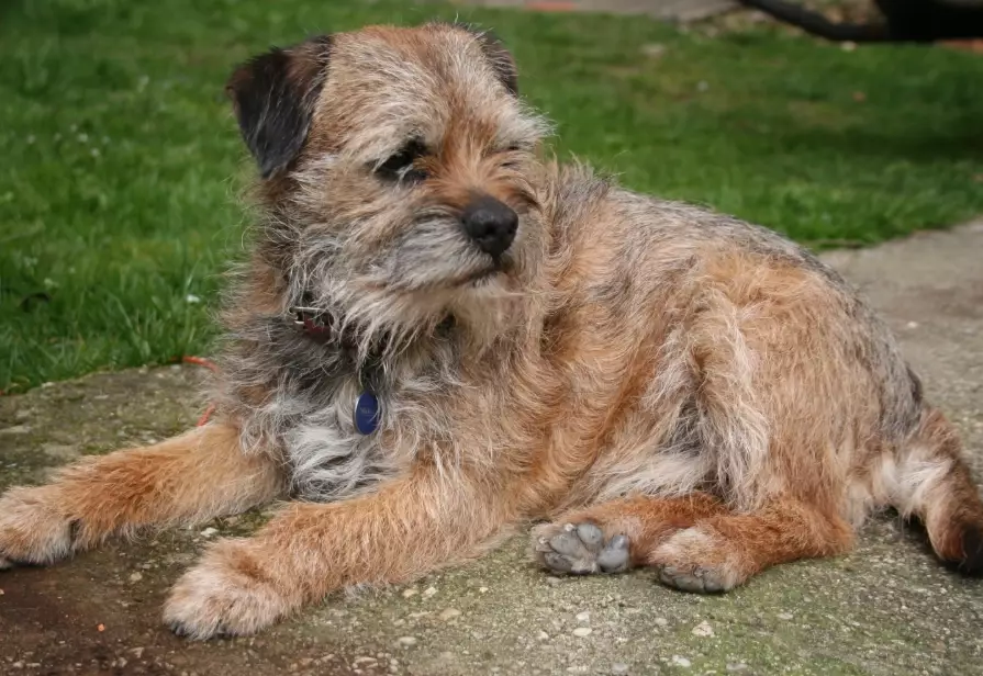 Border Terrier care