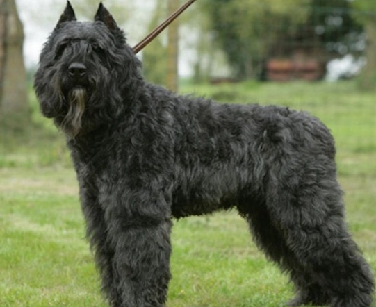 Bouvier des Flandres grooming