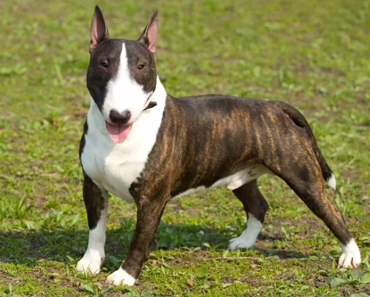 Bull Terrier temperament